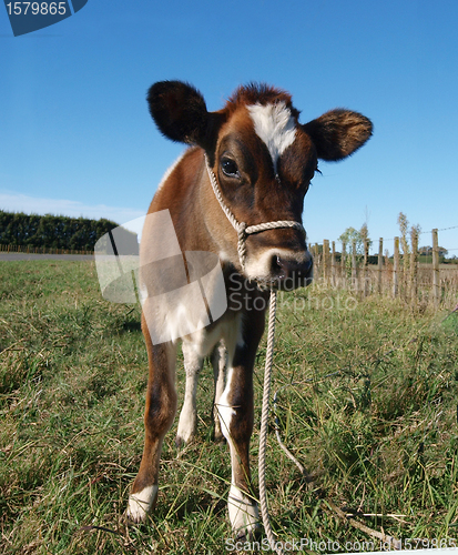 Image of Red Calf