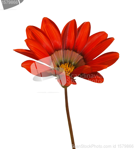 Image of Gazania Brick Red