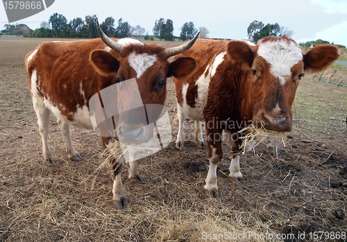 Image of Two Ayrshire Cows Eating Hay