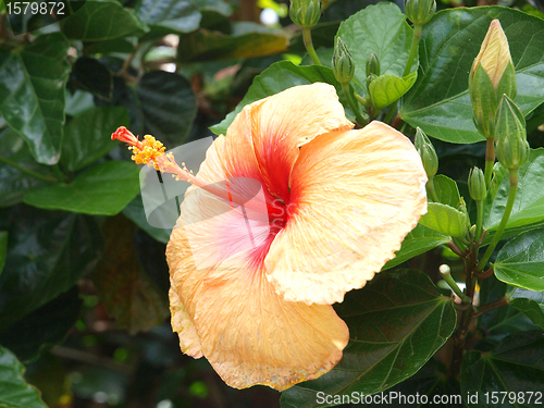 Image of Orange Hibsicus Flowe