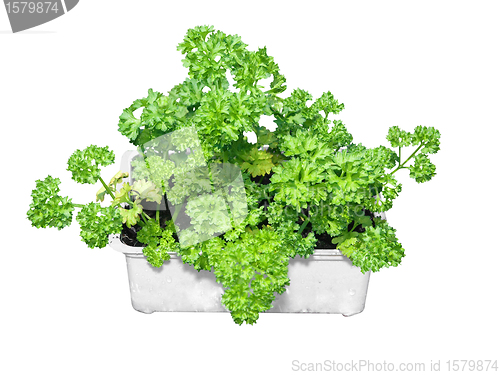 Image of Fresh Parsley