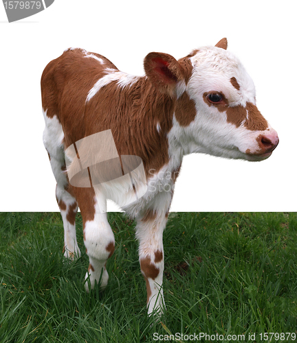 Image of Ayrshire Hereford Cross Calf