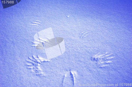 Image of Shadows in snow