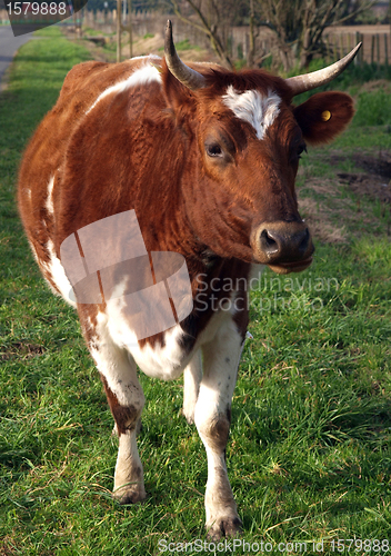 Image of Ayrshire Cow