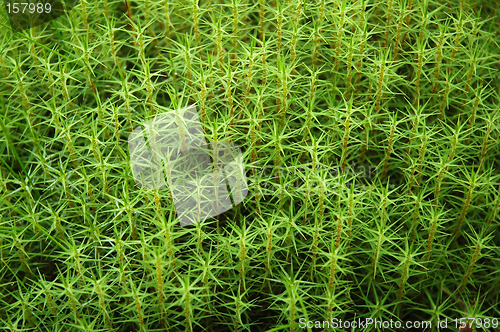 Image of Fresh moss