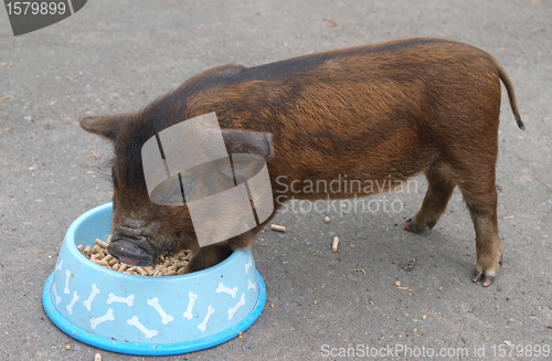 Image of A New Zealand Kune Kune Piiglet