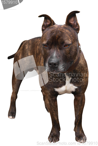 Image of Staffy Mastiff Cross