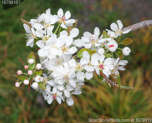 Image of Apple Blossom Time