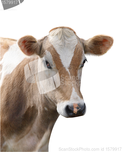 Image of Jersey Heifer