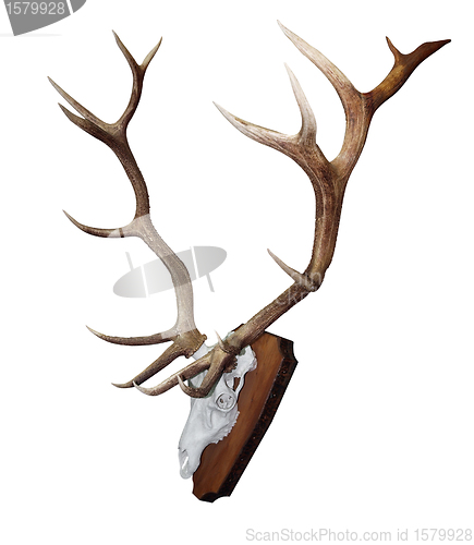 Image of 15 Point Mounted Stag Horns