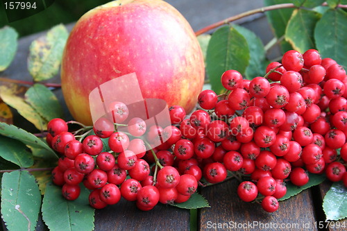 Image of James Grieves apple and rowan-berries