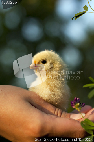 Image of chicken in his hand