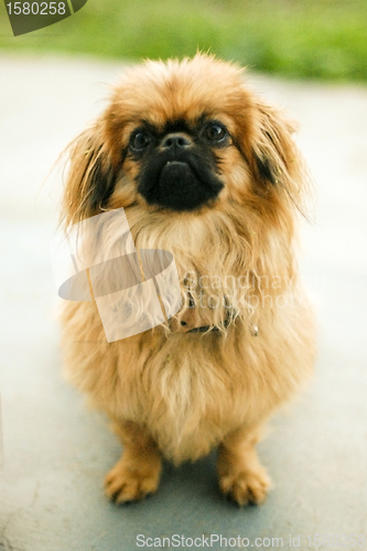 Image of Pekinese