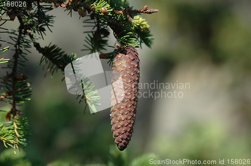 Image of cone