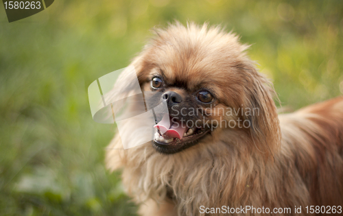 Image of Pekingese