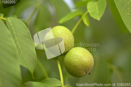 Image of Green walnuts