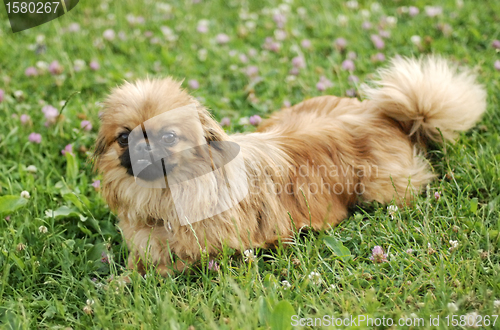 Image of Pekinese