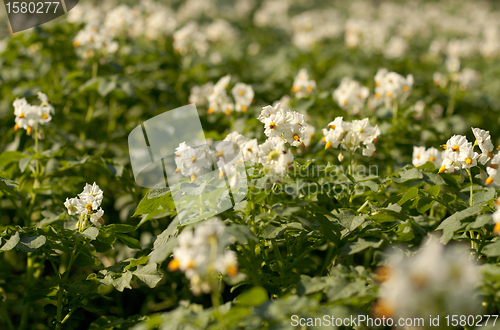 Image of potato flowers