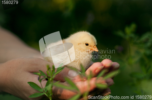 Image of chicken in his hand