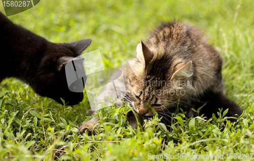 Image of two cats