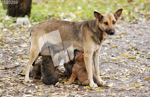 Image of Mother dog with children