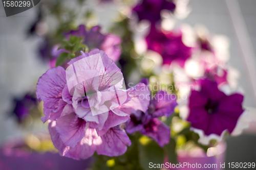 Image of Petunia flowers