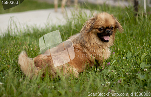 Image of brown dog