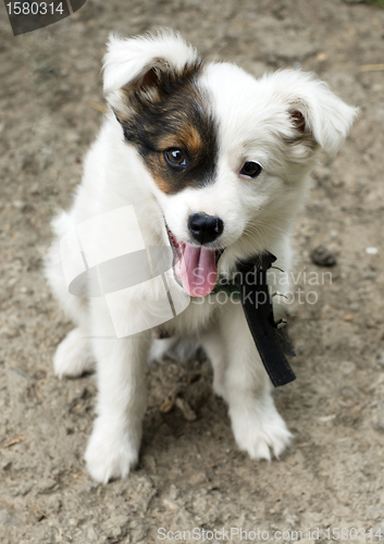 Image of small dog