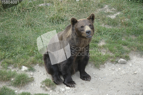 Image of brown bear
