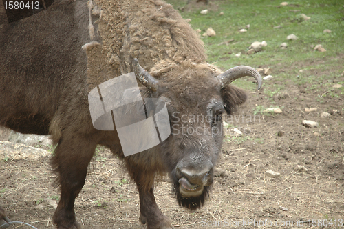 Image of buffalo