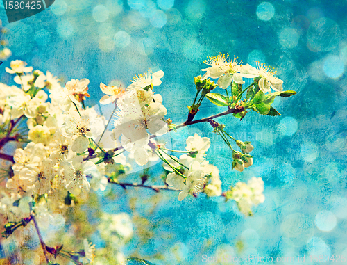 Image of cherry flowers on grunge background