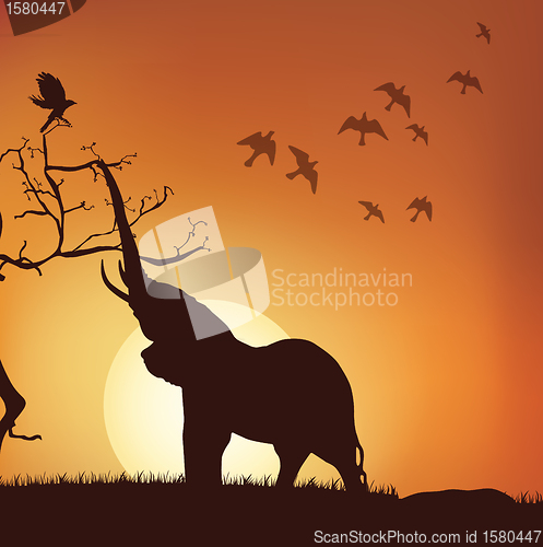 Image of silhouette view of elephant pulling branches, sunrise,sunset