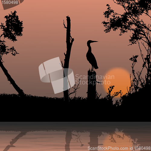 Image of silhouette view of bird on a branch, wildlife