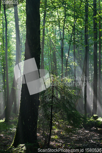 Image of Sunbeam entering hornbeam deciduous forest