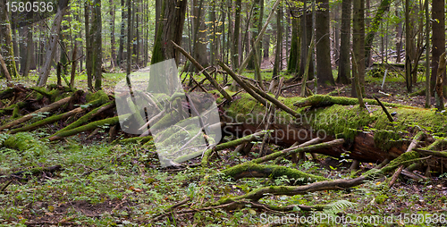 Image of Moss wrapped part of broken tree lying