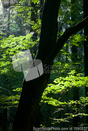 Image of Old hornbeam tree trunk against summer morning sun