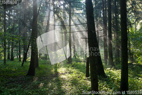 Image of Sunbeam entering hornbeam deciduous forest