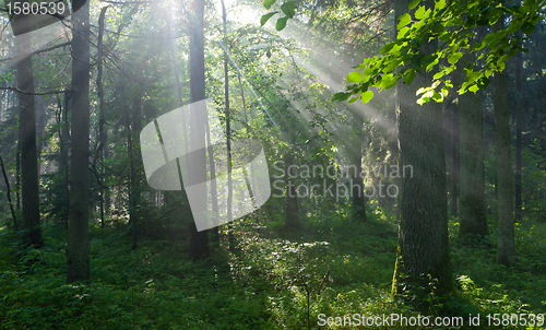 Image of Sunbeam entering rich deciduous forest