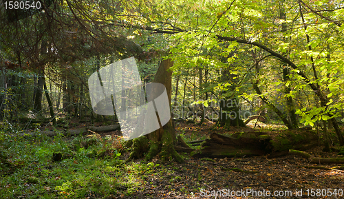 Image of Old oak tree broken lying