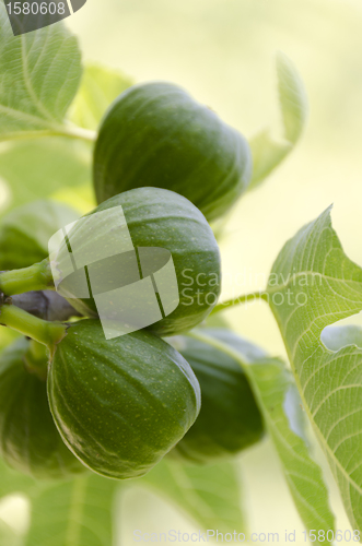 Image of green figs