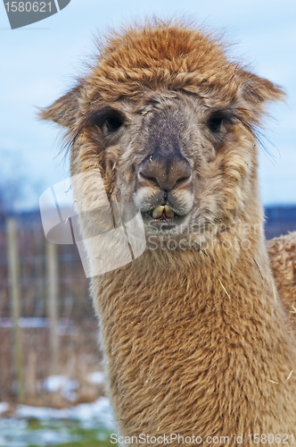 Image of Alpaca, Vicugna pacos 