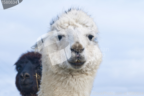 Image of Alpaca