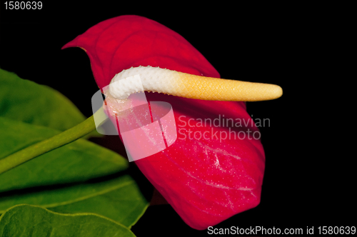 Image of  Tulip Anthurium, Hawaiian Tulip