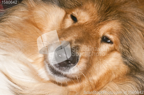 Image of collie