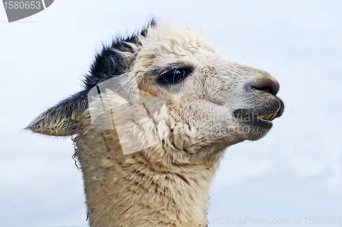 Image of Alpaca