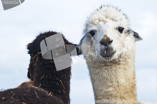 Image of Alpaca