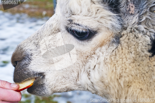 Image of Alpaca eats of a hand