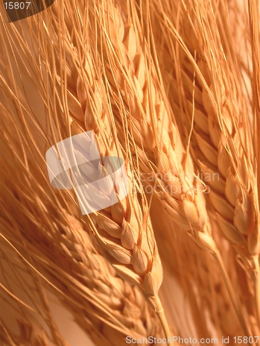 Image of Wheat