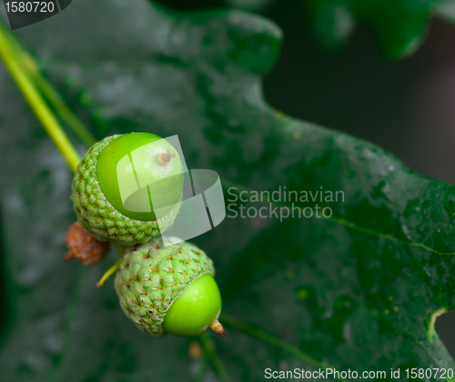 Image of Acorns