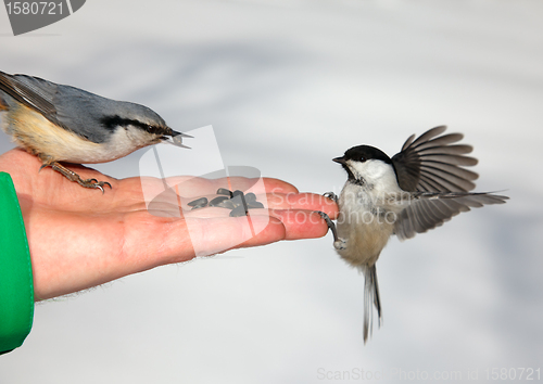 Image of Birds on the hand